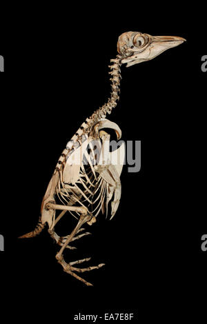 Skeleton Rockhopper Penguin Banque D'Images