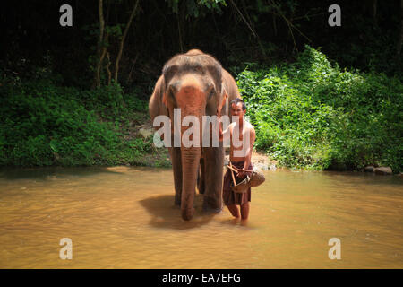 Aidant et son éléphant à Chiang Mai Thaïlande Banque D'Images