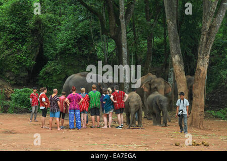 Les aidants naturels et d'éléphants à Chiang Mai Thaïlande Banque D'Images