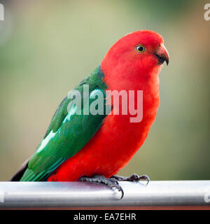 Homme oiseau perroquet roi australien avec des couleurs vibrantes à la curieux Banque D'Images