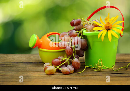 Les raisins et jardin jouets sur fond vert Banque D'Images