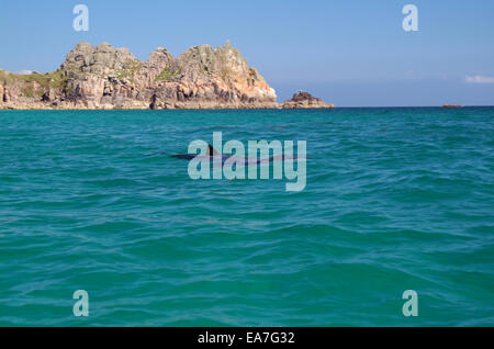 Le requin pèlerin Cetorhinus maximus Cétorhinidés Porthcurno avec Logan Rock en arrière-plan Penwith West Cornwall South West England Banque D'Images