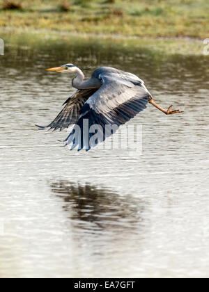Magnifique Héron cendré Ardea cinerea] [étendu les ailes en vol, l'écrémage dans l'eau ouvert Banque D'Images