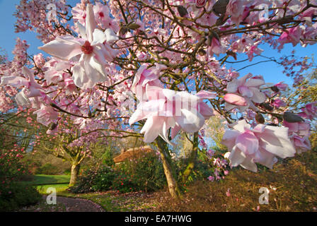 Close up of pink Magnolia fleurs en pleine floraison sur Magnolia au printemps Lanhydrock jardins près de Bodmin Cornwall Nord Sud W Banque D'Images