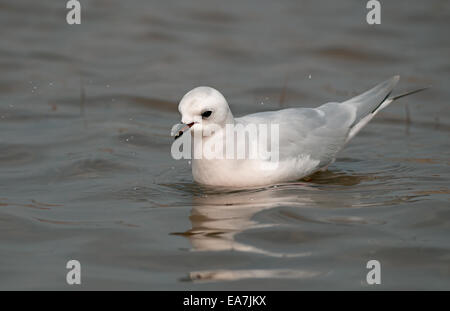 Mouette rosée plumage d'hiver adultes sur l'eau d'alimentation Banque D'Images