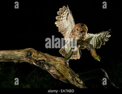 La Chouette hulotte (Strix Aluco enr.) L'atterrissage sur la succursale de nuit en bois avec Warwickshire vole Banque D'Images