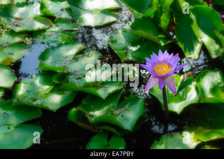 Water-lily fleurs dans un étang, Jaswant Thada, Jodhpur, Rajasthan, India Banque D'Images