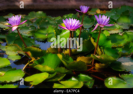 Water-lily fleurs dans un étang, Jaswant Thada, Jodhpur, Rajasthan, India Banque D'Images