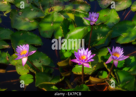 Water-lily fleurs dans un étang, Jaswant Thada, Jodhpur, Rajasthan, India Banque D'Images