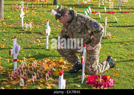 Glasgow, Ecosse, Royaume-Uni. Nov 8, 2014. Riz Salomon, 15 ans, de Cambuslang près de Glasgow, un membre de l'Glasgow Lanarkshire et Cadets, avait été chargé de s'assurer que le jardin du souvenir de George Square, Glasgow, Ecosse, était propre en préparation pour la cérémonie du service le dimanche 9 novembre 2014. Ici, elle est fréquentée à la mémoire de la logistique et du Corps royal en vous assurant que toutes les croix commémorative sont propres et lisibles. Credit : Findlay/Alamy Live News Banque D'Images