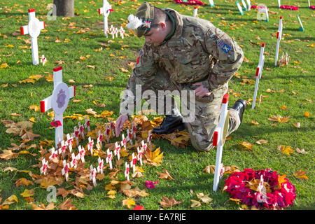 Glasgow, Ecosse, Royaume-Uni. Nov 8, 2014. Riz Salomon, 15 ans, de Cambuslang près de Glasgow, un membre de l'Glasgow Lanarkshire et Cadets, avait été chargé de s'assurer que le jardin du souvenir de George Square, Glasgow, Ecosse, était propre en préparation pour la cérémonie du service le dimanche 9 novembre 2014. Ici, elle est fréquentée à la mémoire de la logistique et du Corps royal en vous assurant que toutes les croix commémorative sont propres et lisibles. Credit : Findlay/Alamy Live News Banque D'Images