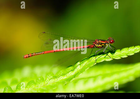 Grand mâle (Pyrrhosoma nymphula demoiselle rouge) avec les acariens sur la face inférieure du thorax, probablement du genre Arrenurus. Banque D'Images