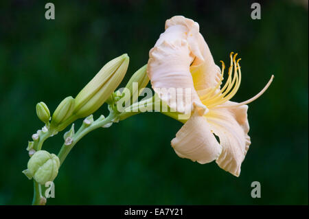 Lily - Hemerocallis 'Cisty' Banque D'Images