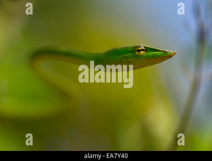 Vin Vert Serpent Banque D'Images