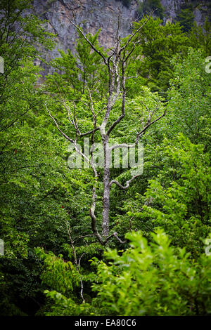 Un arbre séché mort au milieu d'une forêt luxuriante Banque D'Images