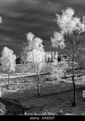 Photographie de paysage trois bouleaux sur la lande de l'aonb staffordshire Cannock Chase campagne Banque D'Images