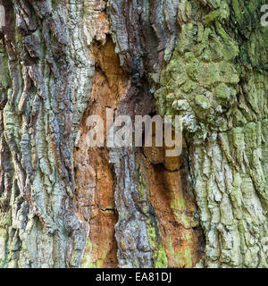 De belles couleurs et textures sur tronc d'arbre dans l'ancienne forêt de chênes d'une ancienne forêt de chasse royale médiévale avec salon Banque D'Images