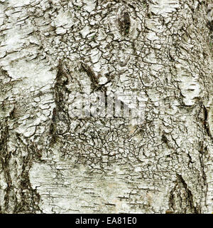 Beaux modèles et textures de bouleau sur tronc d'arbre dans l'ancienne forêt de chênes d'une ancienne forêt de chasse royale médiévale Banque D'Images