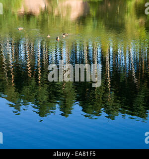 Réflexions sur chêne juste à la fin de l'été piscine Cannock Chase Zone de Beauté Naturelle Exceptionnelle Staffordshire Banque D'Images