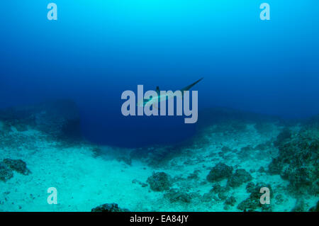 Requin renard commun (Alopias vulpinus) Bohol Sea, Philippines, en Asie du sud-est Banque D'Images