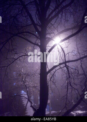 Arbre en ville nuit brouillard après la neige. Banque D'Images