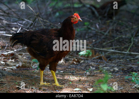 Poule Rhode Island Red Banque D'Images