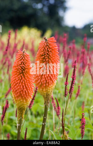 Kniphofia fleurs. Red Hot Poker fleurs. Banque D'Images