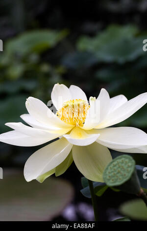 Nelumbo nucifera. Fleur de Lotus sur un bassin d'agrément. Banque D'Images