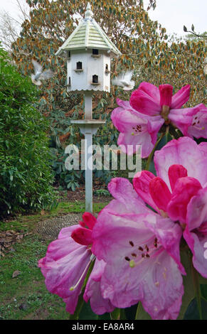 Colombes battant autour de Dovecot avec floraison rose Rhododendrons en premier plan les jardins perdus de Heligan près de Mevagissey Restorme Banque D'Images