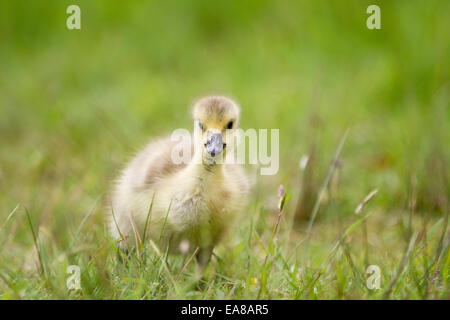 Canada Goose jaune poussin gosling regardant la caméra contre un parc naturel coupé fond d'herbe verte. Banque D'Images