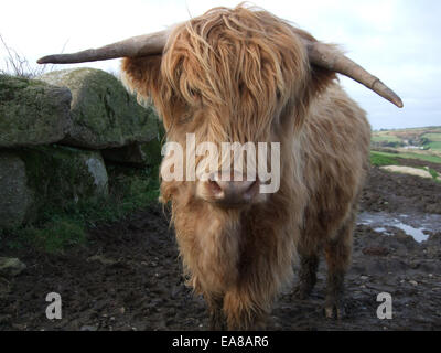 Close up front view of Aberdeen Angus avec des cornes de vache en terrain boueux par Trencrom mur en pierre sèche près de St Ives West Penwith Cornw Banque D'Images