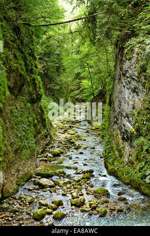 Rivière Galbena et gorge, du Parc Naturel Apuseni en Roumanie Banque D'Images