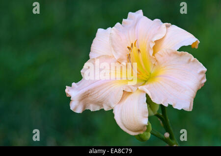 HEMEROCALLIS 'SOFT RÉPONSE' Banque D'Images