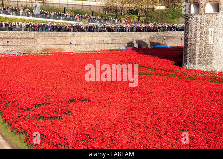 Affichage des coquelicots en céramique commémorative dans le fossé à la Tour de Londres. Les coquelicots à célébrer le 100e anniversaire de la première guerre mondiale. Des millions de personnes ont visité l'installation de 880 000 coquelicots en céramique par l'artiste Paul Cummins. Les coquelicots à célébrer le 100e anniversaire de la première guerre mondiale. Londres, Royaume-Uni. 6 novembre 2014 Banque D'Images