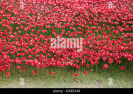 Affichage des coquelicots en céramique commémorative dans le fossé à la Tour de Londres. Les coquelicots à célébrer le 100e anniversaire de la première guerre mondiale. Des millions de personnes ont visité l'installation de 880 000 coquelicots en céramique par l'artiste Paul Cummins. Les coquelicots à célébrer le 100e anniversaire de la première guerre mondiale. Londres, Royaume-Uni. 6 novembre 2014 Banque D'Images