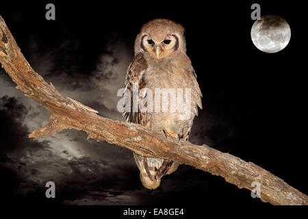 Un aigle géant-owl (Bubo lacteus) perché sur une branche au cours de la nuit de pleine lune Banque D'Images