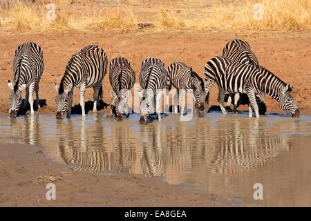 Les zèbres des plaines (Equus burchelli) eau potable, Pilanesberg National Park, Afrique du Sud Banque D'Images