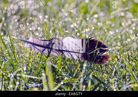 Plume d'oiseau sauvage rosée sur l'herbe du matin l'heure d'été Banque D'Images