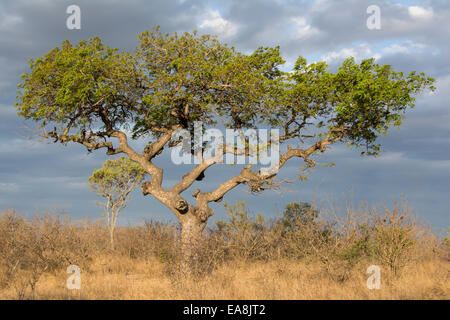 Arbre marula dans la lumière de l'après-midi douce Banque D'Images