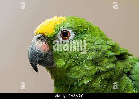 Head shot of a couronné jaune Amazon parrot avec la tête verte avec une tache jaune sur le dessus. Banque D'Images