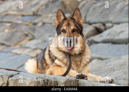 Berger Allemand alsacien comme en laisse fixées sur les rochers à la recherche de l'appareil photo. Banque D'Images