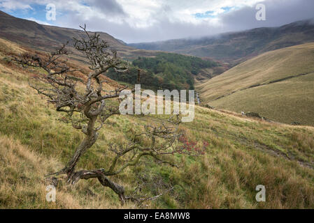 Paysage autour de Peak District réservoir près de Kinder Hayfield, Derbyshire. Twisted tree avec des baies d'aubépine. Banque D'Images