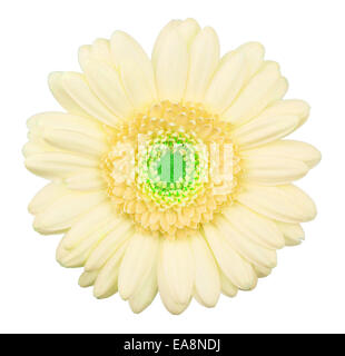 Gerbera Jaune flower isolated, macro, isolated on white Banque D'Images