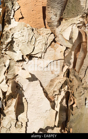 Des feuilles de papier blanc peeling léger belle écorce d'un bouleau blanc bright sunny relative Banque D'Images