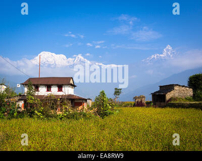 Maison de village et les champs de mil avec de l'Himalaya, Népal Banque D'Images