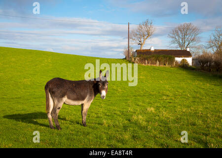 Ardara, comté de Donegal, Irlande. Nov 9, 2014. Un jour clair calme après de fortes pluies auparavant. Crédit : Richard Wayman/Alamy Live News Banque D'Images