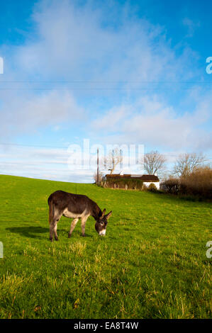 Ardara, comté de Donegal, Irlande. Nov 9, 2014. Un jour clair calme après de fortes pluies auparavant. Crédit : Richard Wayman/Alamy Live News Banque D'Images