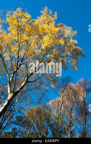 Le contraste des couleurs vives des feuilles de bouleau jaune contre un ciel bleu profond en automne. Banque D'Images