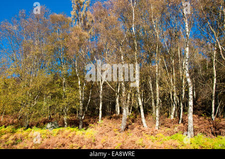 Bois de bouleau en automne. Feuilles jaunes contrastant sur fond de ciel bleu. Fougères sur sol de la forêt. Banque D'Images