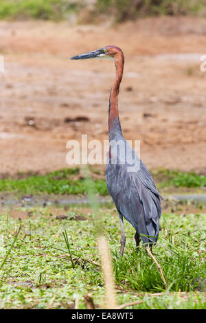 Un Héron goliath sur le canal Kazinga, Ouganda Banque D'Images